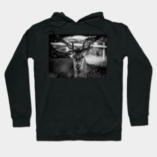 Stag Hoodie